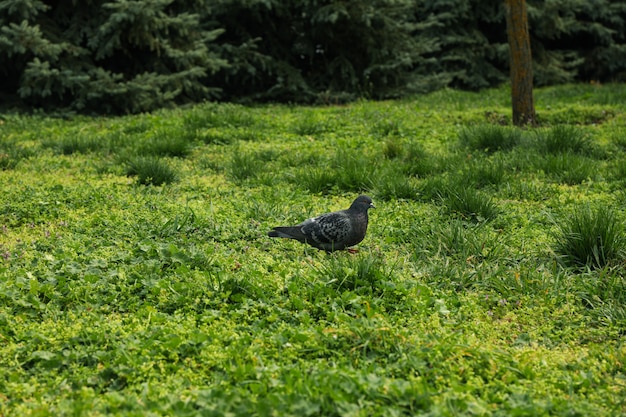 Colomba che cammina sull'erba verde nel parco. Primavera