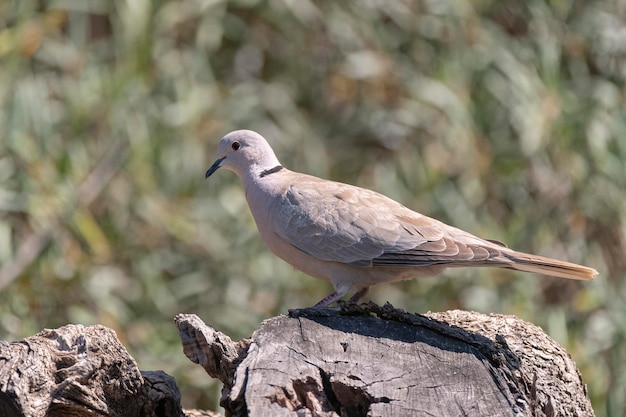 Colomba dal collare eurasiatica (Streptopelia decaocto) Malaga, Spagna