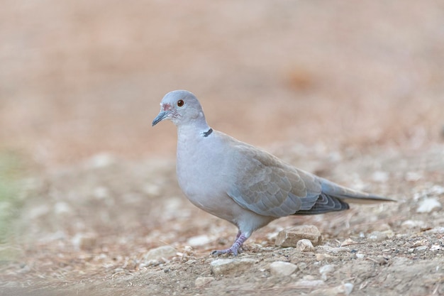 Colomba dal collare eurasiatica (Streptopelia decaocto) Malaga, Spagna