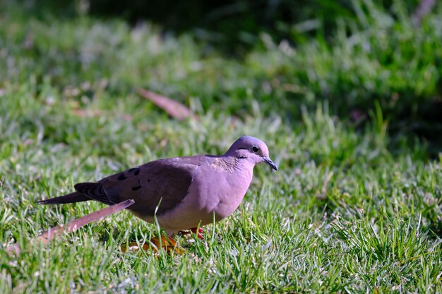 Colomba dalle orecchie Zenaida auriculata che cammina sull'erba in cerca del suo cibo