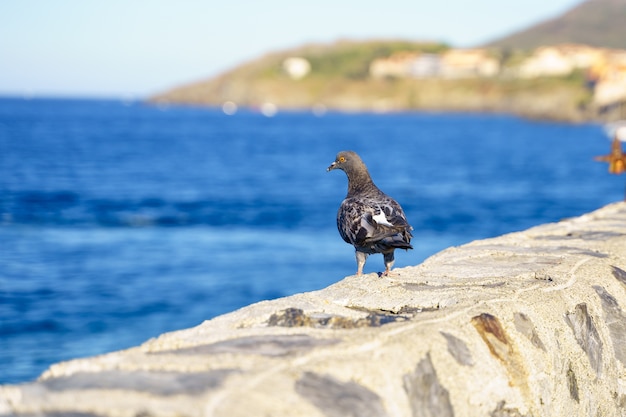 Colomba di fronte al mare nel porto