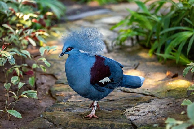 Colomba incoronata blu Bali Indonesia