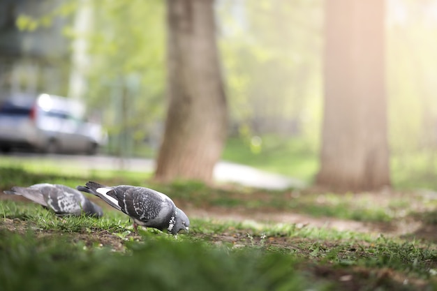 Colomba nell'erba del parco in una mattina d'estate