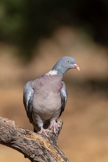 Colombaccio Columba palumbus Toledo Spagna