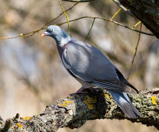 Colombaccio comune Columba palumbus Un uccello si siede su un grosso ramo