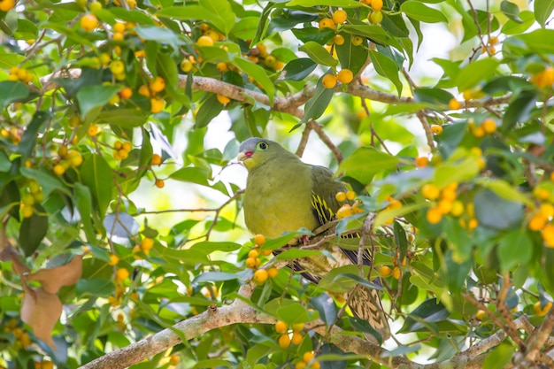 Colombaccio dal becco verde (treron curvirostra) che si appollaia sull&#39;albero da frutto maturo del fico