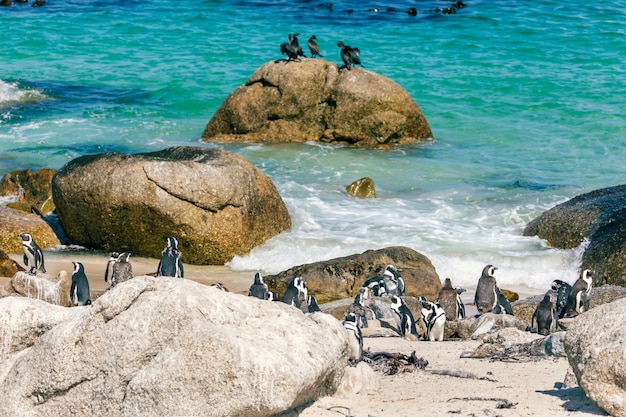Colonia africana del pinguino alla spiaggia dei massi, Sudafrica