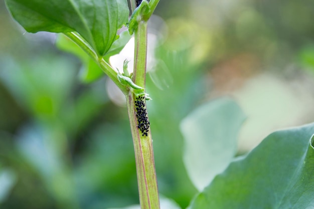 Colonia di afidi neri sullo stelo di una pianta Pest in giardino