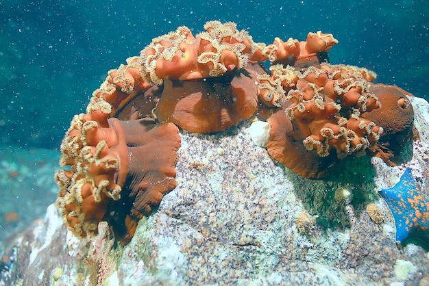 colonia di anemoni di mare sotto i coralli d'acqua