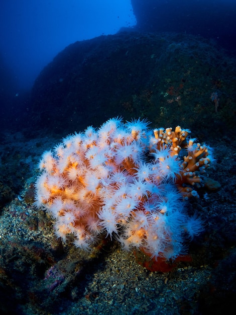 Colonia di coralli arancioni Dendrophyllia ramea nel Mar Mediterraneo