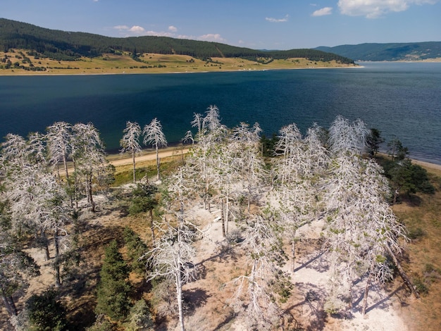 Colonia di cormorani su un pino morto Lago Batak Bulgaria