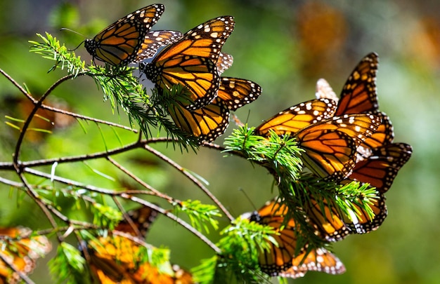 Colonia di farfalle monarca Danaus plexippus è seduta su rami di pino in un parco El Rosario Riserva della Biosfera Monarca Angangueo Stato di Michoacan Messico