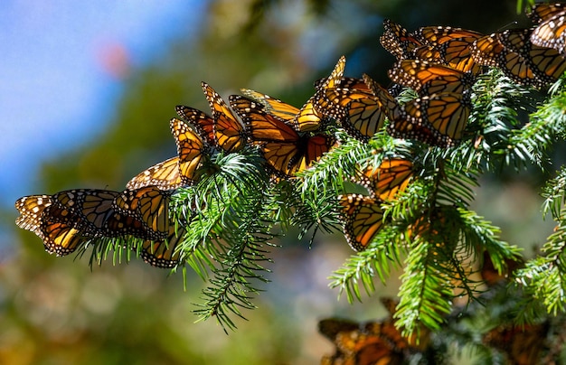Colonia di farfalle monarca Danaus plexippus è seduta su rami di pino in un parco El Rosario Riserva della Biosfera Monarca Angangueo Stato di Michoacan Messico