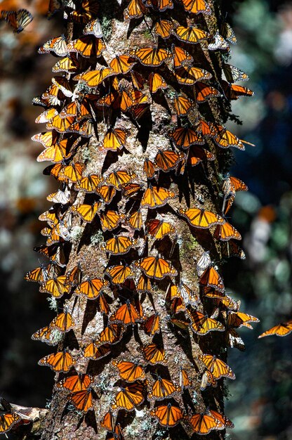 Colonia di farfalle monarca Danaus plexippus su un tronco di pino in un parco El Rosario Riserva della Biosfera Monarca Angangueo Stato di Michoacan Messico