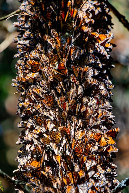 Colonia di farfalle monarca Danaus plexippus su un tronco di pino in un parco El Rosario Riserva della Biosfera Monarca Angangueo Stato di Michoacan Messico