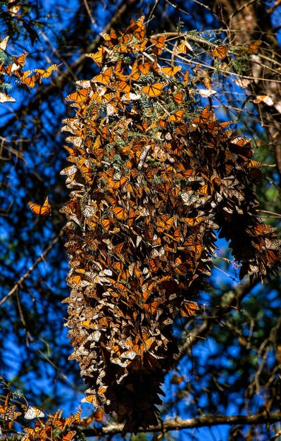 Colonia di farfalle monarca Danaus plexippus sui rami di pino in un parco El Rosario Riserva della Biosfera Monarca Angangueo Stato di Michoacan Messico