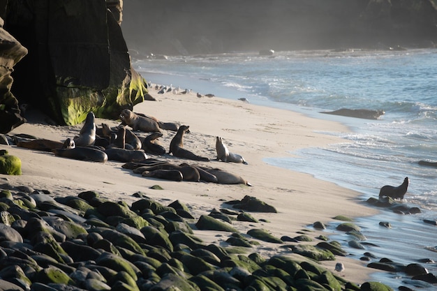 Colonia di foche di pelliccia di leoni marini che riposa sulla pietra