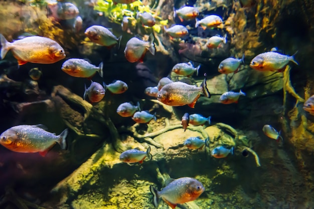 Colonia di pesci predatori di piranha nuota sott'acqua