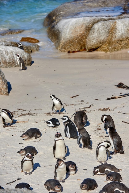 Colonia di pinguini africani dai piedi neri sulla costa riproduttiva di Boulders Beach e riserva naturale di conservazione in Sud Africa Gruppo di uccelli acquatici marini e oceanici protetti in via di estinzione per il turismo