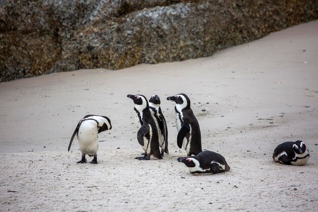 Colonia di pinguini africani nella fauna selvatica Boulders beach Città del Capo Sudafrica