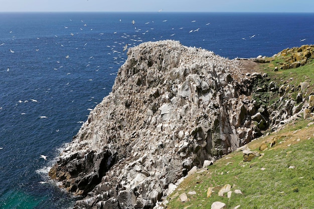 Colonia di sule Isole Saltee Wexford reland