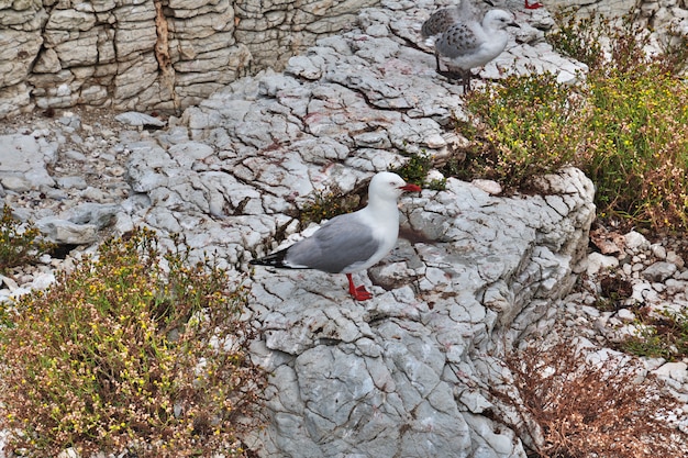 Colonia di uccelli a Kaikoura, Nuova Zelanda