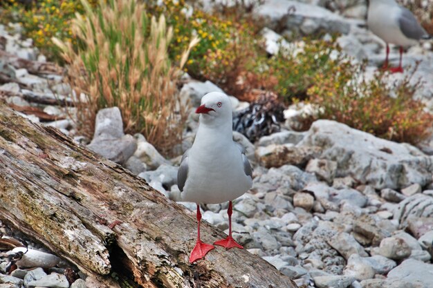 Colonia di uccelli a Kaikoura, Nuova Zelanda