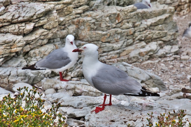 Colonia di uccelli a Kaikoura, Nuova Zelanda