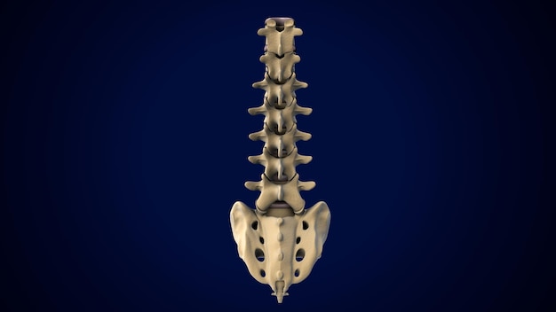 Colonna vertebrale del sistema scheletrico umano Anatomia illustrazione 3d