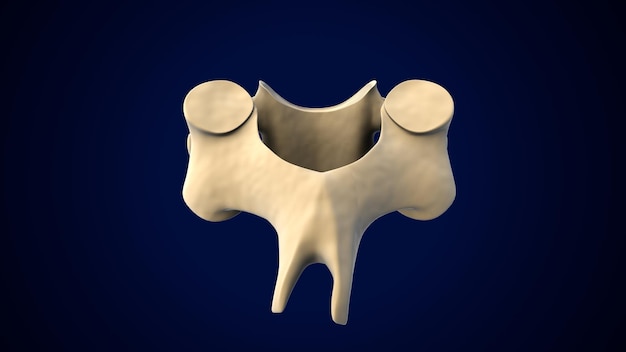 Colonna vertebrale scheletrica umana Anatomia delle vertebre cervicali Illustrazione 3D