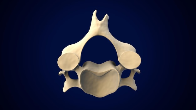 Colonna vertebrale scheletrica umana Anatomia delle vertebre cervicali Illustrazione 3D