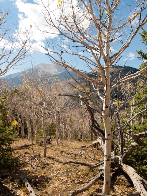 Colorado autunno con alberi di pioppo tremulo.