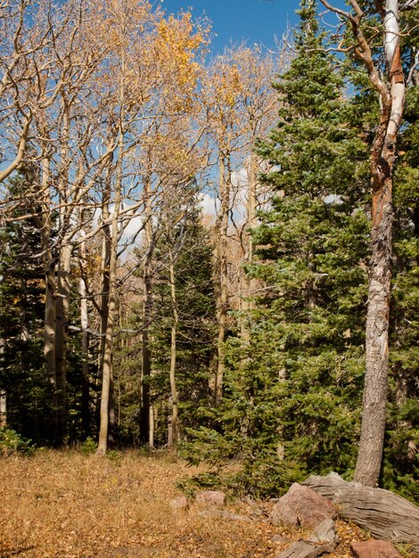 Colorado autunno con alberi di pioppo tremulo.