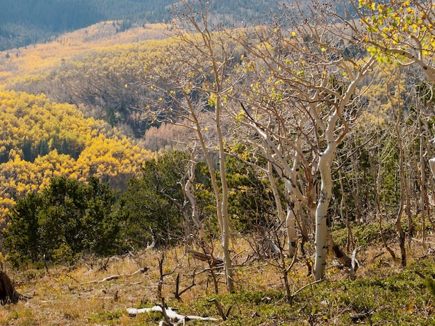 Colorado autunno con alberi di pioppo tremulo.