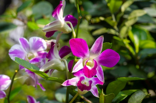 Colorata orchidea Dendrobium enobi a fuoco poco profondo