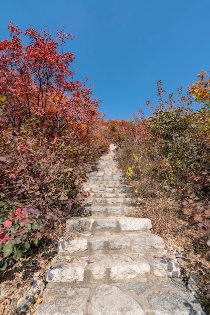 Colorate foreste di montagna in autunno