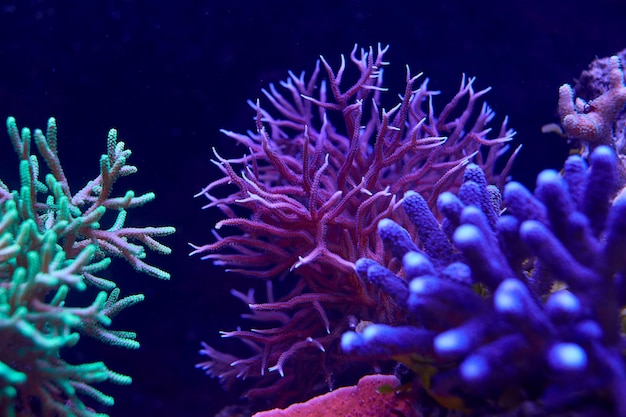 Coloratissimi coralli marini e animali marini acropora Millepora