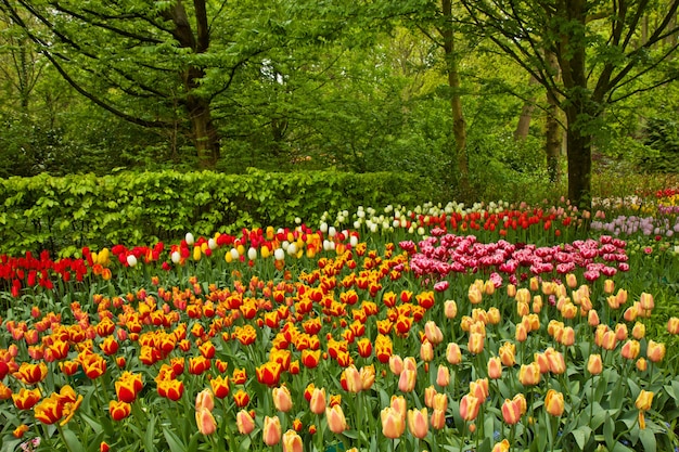 Coloratissimi fiori primaverili e sbocciano i fiori nel giardino olandese Keukenhof, Paesi Bassi