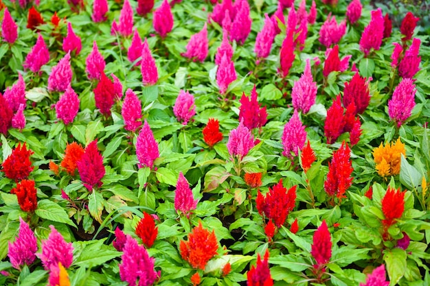 Colorato celosia plumosa o Pampas Plume Celosia fiori che sbocciano nei fiori gialli del giardino