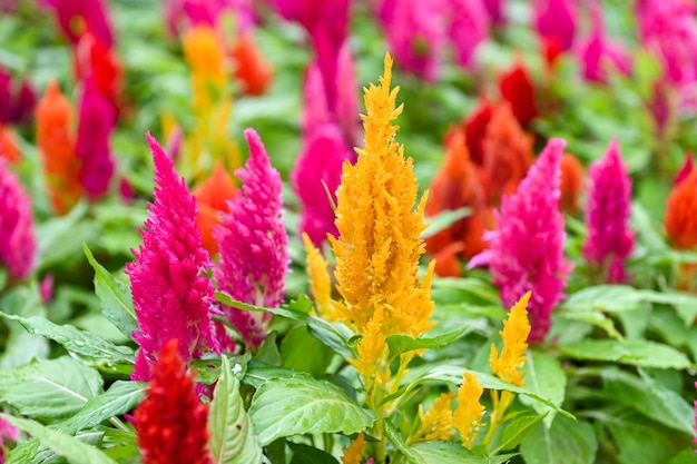 Colorato celosia plumosa o Pampas Plume Celosia fiori che sbocciano nei fiori gialli del giardino