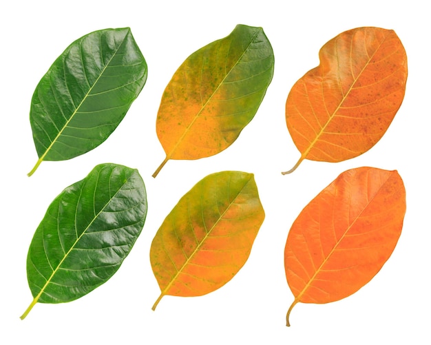 Colorato di foglie di jackfruit autunno e cambio di stagione.