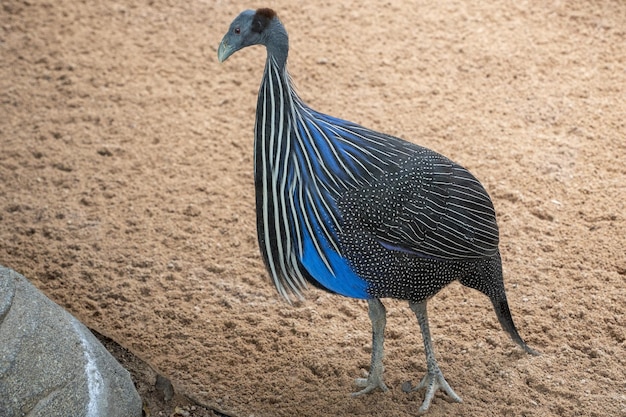 Colorato Faraona Vulturina uccello blu e nero dall'Africa