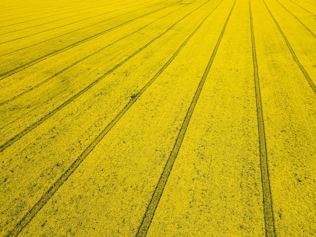 Colorato giallo raccolto primaverile di colza, colza o stupro visto dall'alto che mostra le tracce parallele attraverso il campo. Ripresa aerea