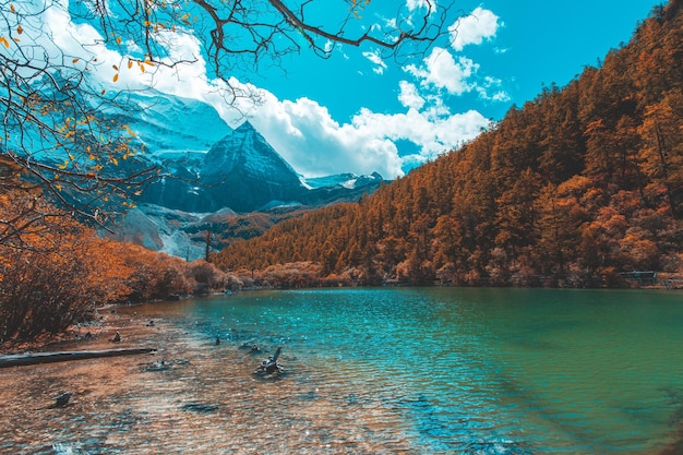 Colorato in autunno foresta e montagna di neve nella riserva naturale di Yading L'ultimo Shangri la