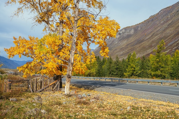 Colorato paesaggio autunnale con betulla con foglie gialle al sole vicino all'autostrada di montagna. Luminoso scenario alpino con strada di montagna e alberi in colori autunnali. Autostrada in montagna in autunno.