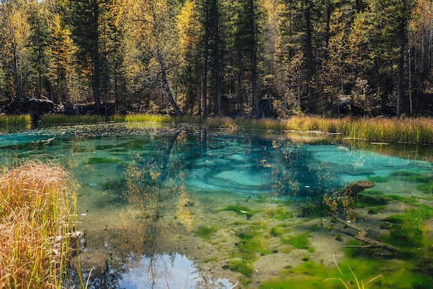 Colorato paesaggio autunnale con limpido lago di montagna nella foresta tra alberi gialli al sole. Scenario luminoso con un bellissimo lago turchese nei colori autunnali dorati. Insolito lago trasparente in autunno