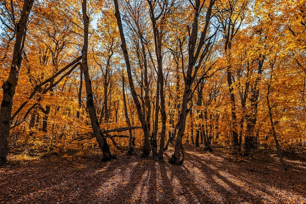 Colorato paesaggio autunnale della foresta