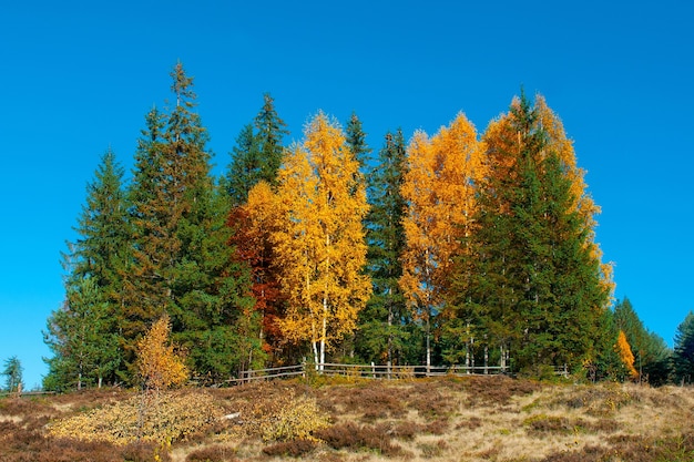 Colorato paesaggio autunnale nelle montagne dei Carpazi.Mykulychyn,