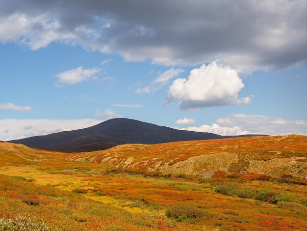 Colorato paesaggio di montagna con un pendio diagonale in una luce solare dorata in autunno in colori pastello Altopiano di montagna con una betulla nana di colore rosso del pendio soleggiato