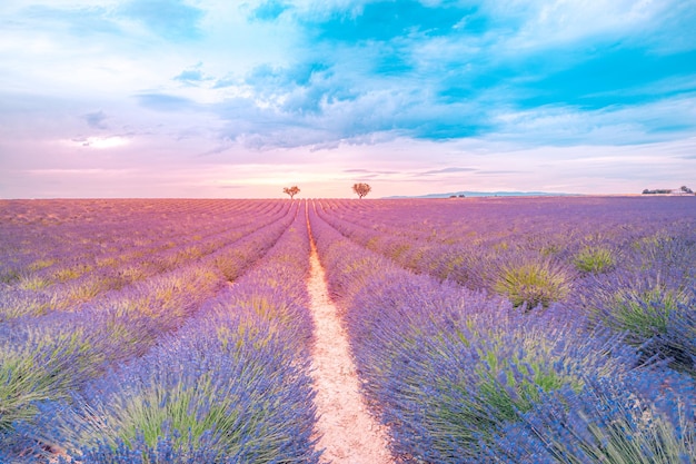 Colorato paesaggio naturale Vista estiva romantica del campo di lavanda e del cielo al tramonto Paesaggio estivo